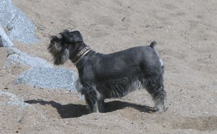 Un perro, en la playa de S'Abanell