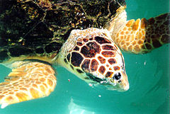 Foto: Wikiopedia