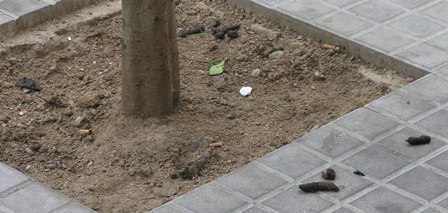 Els orins i les defecacions dels gossos són un problema als barris perifèrics de la ciutat, com mostra aquesta foto presa al barri de Mas Florit