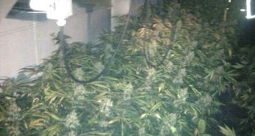 Imatge de la plantació