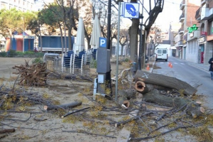 Imatge dels treballs de sustitució dels arbres