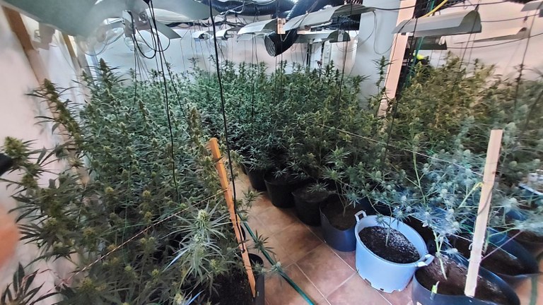 Cultivar marihuanas en casa con luz natural